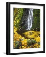 Starvation Creek Falls Creates a Maple Leaf Whirlpool on Water-Steve Terrill-Framed Photographic Print