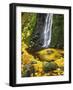 Starvation Creek Falls Creates a Maple Leaf Whirlpool on Water-Steve Terrill-Framed Photographic Print