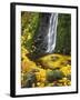 Starvation Creek Falls Creates a Maple Leaf Whirlpool on Water-Steve Terrill-Framed Photographic Print