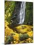 Starvation Creek Falls Creates a Maple Leaf Whirlpool on Water-Steve Terrill-Mounted Photographic Print