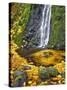 Starvation Creek Waterfall in Fall, Columbia River Gorge, Oregon, USA-Jaynes Gallery-Stretched Canvas