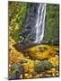 Starvation Creek Waterfall in Fall, Columbia River Gorge, Oregon, USA-Jaynes Gallery-Mounted Photographic Print