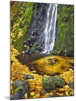 Starvation Creek Waterfall in Fall, Columbia River Gorge, Oregon, USA-Jaynes Gallery-Mounted Photographic Print