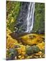 Starvation Creek Waterfall in Fall, Columbia River Gorge, Oregon, USA-Jaynes Gallery-Mounted Photographic Print