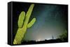 Stary Sky with Saguaro Cactus over Organ Pipe Cactus Nm, Arizona-Richard Wright-Framed Stretched Canvas