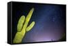 Stary Sky with Saguaro Cactus over Organ Pipe Cactus Nm, Arizona-Richard Wright-Framed Stretched Canvas