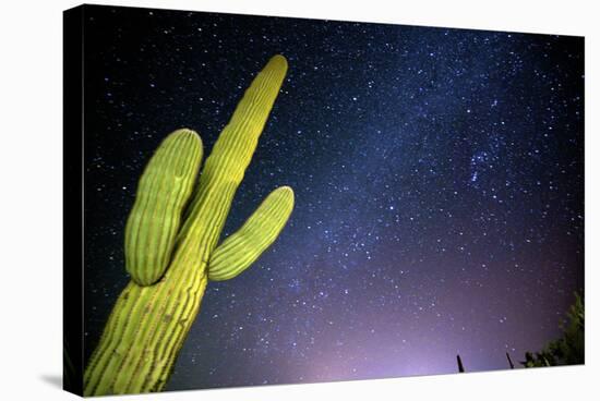 Stary Sky with Saguaro Cactus over Organ Pipe Cactus Nm, Arizona-Richard Wright-Stretched Canvas