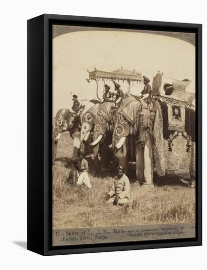 State Elephants of the Maharajah of Gwalior Superbly Decorated for the Delhi Durbar-null-Framed Stretched Canvas