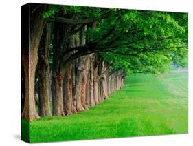 Stately Row of Trees, Louisville, Kentucky, USA-Adam Jones-Stretched Canvas