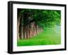 Stately Row of Trees, Louisville, Kentucky, USA-Adam Jones-Framed Premium Photographic Print