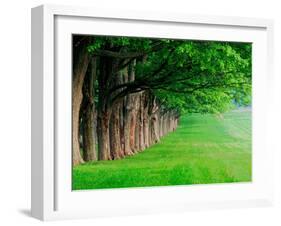 Stately Row of Trees, Louisville, Kentucky, USA-Adam Jones-Framed Premium Photographic Print