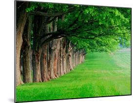 Stately Row of Trees, Louisville, Kentucky, USA-Adam Jones-Mounted Premium Photographic Print