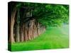 Stately Row of Trees, Louisville, Kentucky, USA-Adam Jones-Stretched Canvas