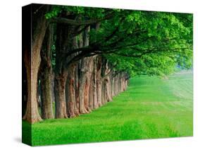 Stately Row of Trees, Louisville, Kentucky, USA-Adam Jones-Stretched Canvas