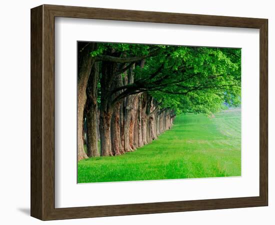 Stately Row of Trees, Louisville, Kentucky, USA-Adam Jones-Framed Photographic Print