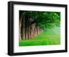 Stately Row of Trees, Louisville, Kentucky, USA-Adam Jones-Framed Photographic Print