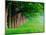 Stately Row of Trees, Louisville, Kentucky, USA-Adam Jones-Mounted Photographic Print