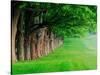 Stately Row of Trees, Louisville, Kentucky, USA-Adam Jones-Stretched Canvas