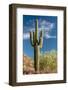 Stately Saguaro-raphoto-Framed Photographic Print