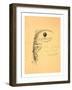 Stationery Illustrated with a Stalk of Wheat Wrapped in a Banner Marked Quo Non Ascendamus 1879 and-null-Framed Giclee Print