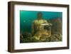 Statue in submerged Nymphaeum of Emperor Claudius, Italy-Franco Banfi-Framed Photographic Print