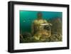 Statue in submerged Nymphaeum of Emperor Claudius, Italy-Franco Banfi-Framed Photographic Print