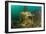 Statue in submerged Nymphaeum of Emperor Claudius, Italy-Franco Banfi-Framed Photographic Print