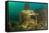 Statue in submerged Nymphaeum of Emperor Claudius, Italy-Franco Banfi-Framed Stretched Canvas
