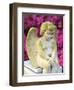 Statue of a Cherub in Bonaventure Cemetery, Savannah, Georgia, USA-Joanne Wells-Framed Photographic Print