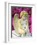 Statue of a Cherub in Bonaventure Cemetery, Savannah, Georgia, USA-Joanne Wells-Framed Photographic Print