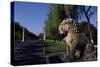 Statue of Animals Along Sacred Way or Spirit Way Leading to Tombs of Ming Emperors, Beijing, China-null-Stretched Canvas