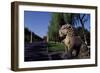 Statue of Animals Along Sacred Way or Spirit Way Leading to Tombs of Ming Emperors, Beijing, China-null-Framed Giclee Print