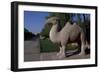 Statue of Animals Along Sacred Way or Spirit Way Leading to Tombs of Ming Emperors-null-Framed Giclee Print