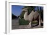 Statue of Animals Along Sacred Way or Spirit Way Leading to Tombs of Ming Emperors-null-Framed Giclee Print