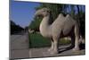 Statue of Animals Along Sacred Way or Spirit Way Leading to Tombs of Ming Emperors-null-Mounted Giclee Print