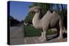 Statue of Animals Along Sacred Way or Spirit Way Leading to Tombs of Ming Emperors-null-Stretched Canvas