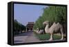 Statue of Animals Along Sacred Way or Spirit Way Leading to Tombs of Ming Emperors-null-Framed Stretched Canvas