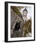 Statue of Bach, Thomaskirche, Leipzig, Saxony, Germany, Europe-Michael Snell-Framed Photographic Print