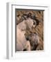 Statue of David, Piazza Della Signoria, Florence, Tuscany, Italy-Walter Bibikow-Framed Photographic Print