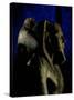 Statue of Diorite, Pharaoh Khafre with Falcon God Horus, Egyptian Museum, Cairo, Egypt-Kenneth Garrett-Stretched Canvas