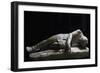 Statue of Dying Persian, Roman Copy in Marble from Original Made by School of Pergamon-null-Framed Giclee Print