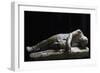 Statue of Dying Persian, Roman Copy in Marble from Original Made by School of Pergamon-null-Framed Giclee Print