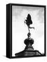 Statue of Eros-Fred Musto-Framed Stretched Canvas