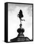 Statue of Eros-Fred Musto-Framed Stretched Canvas