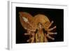 Statue of Goddess Durga at Durja Pooja Festival-Indian School-Framed Giclee Print