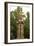 Statue of Great Orlando or Rolando (1558)-null-Framed Photographic Print