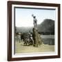 Statue of Guillaume Tell, the Legendary Hero of Swiss Independence (XIVth Century)-Leon, Levy et Fils-Framed Photographic Print