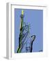 Statue of Liberty-Whoartnow-Framed Giclee Print