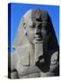 Statue of Ramses II, Great Temple of Amun, Tanis, Egypt-null-Stretched Canvas