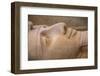 Statue of Ramses II, Memphis (capital of Ancient Egypt), Nr. Cairo, Egypt-Jon Arnold-Framed Premium Photographic Print